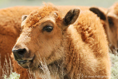 Bison Calf