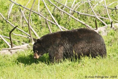 Black Bear