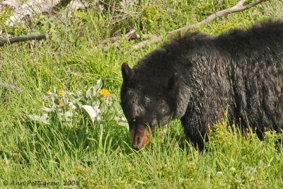 Black Bear