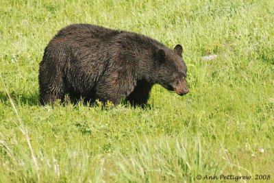 Black Bear