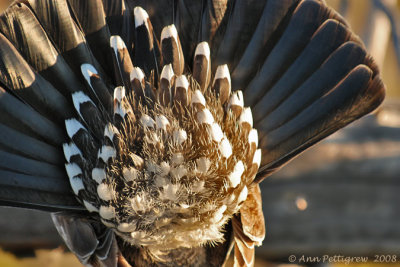 Dusky Grouse