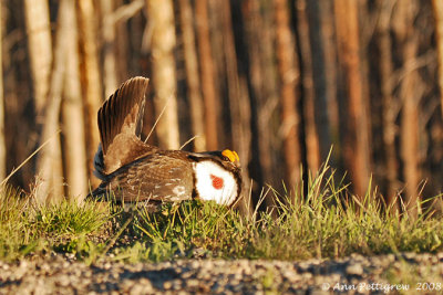Dusky Grouse