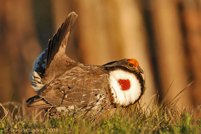 Dusky Grouse