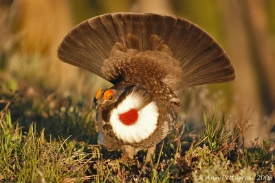 Dusky Grouse