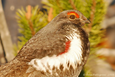 Dusky Grouse