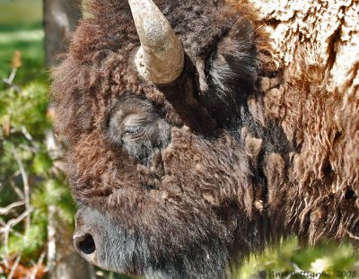 Bull Bison