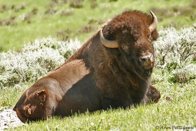 Bull Bison