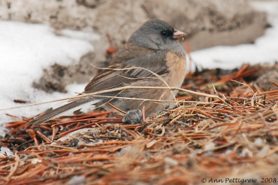 Dark-eyed Junco