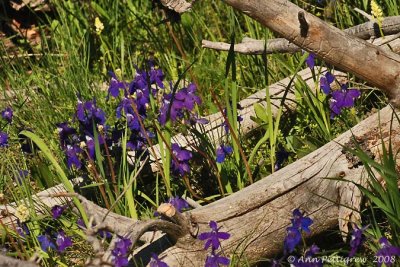 Larkspur