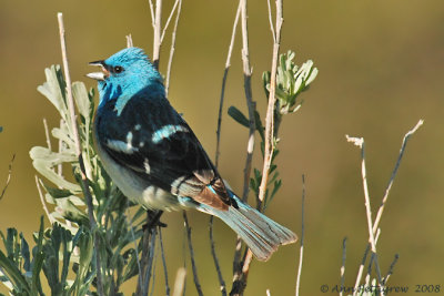 Lazuli Bunting