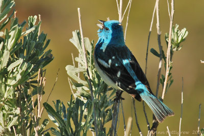 Lazuli Bunting