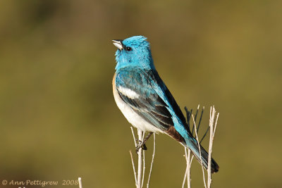 Lazuli Bunting