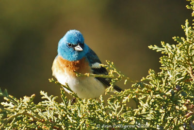 Lazuli Bunting