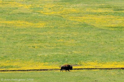 Lone Bison in Lamar Valley