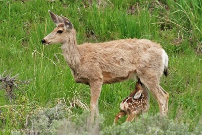 Mule Deer & Fawn