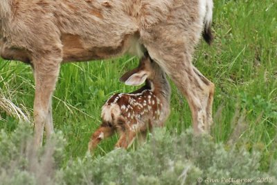 Mule Deer & Fawn