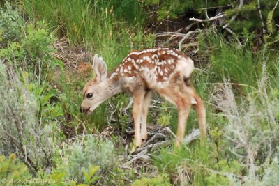 Mule Deer Fawn