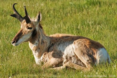 Pronghorn Buck