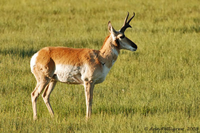 Pronghorn Buck