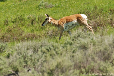 Pronghorn Doe