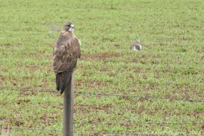 Red-tailed Hawk