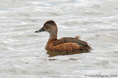 Ring-necked Duck