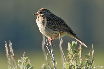 Vesper Sparrow