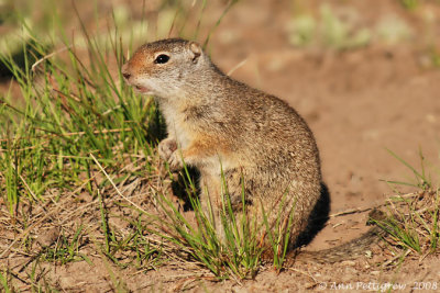 Uinta Ground Squirrel