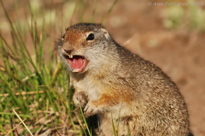 Uinta Ground Squirrel