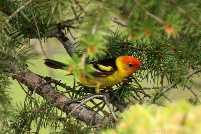 Western Tanager