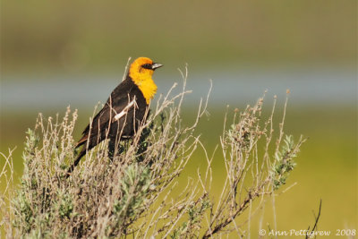 Yellow-headed Blackbird