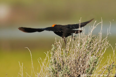 Yellow-headed Blackbird