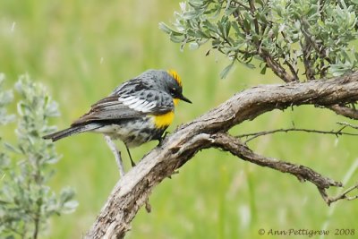 Yellow-rumped Warbler