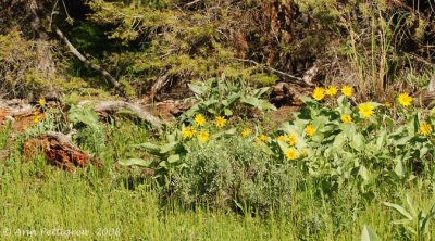 Yellowstone Landscape