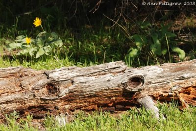 Yellowstone Landscape