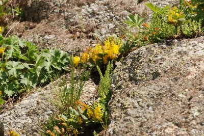 Yellowstone Rock Garden