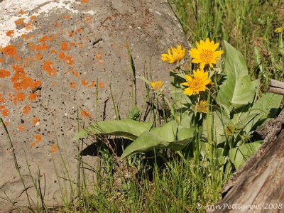 Yellowstone Rock Garden