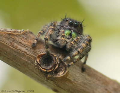 Bold Jumper (Male)