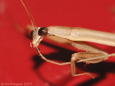 Chinese Mantid