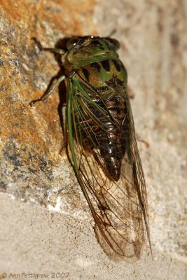 Cicada sp.