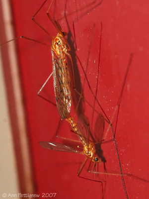 Mating Crane Flies