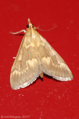 Moth sp.