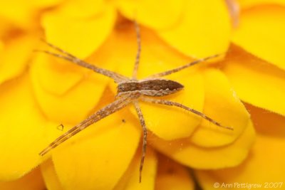 Young Nursery Web Spider