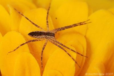 Young Nursery Web Spider