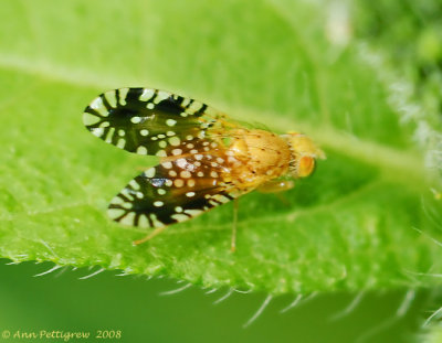 Fruit Fly (Euaresta bella)