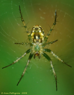 Orbweaver