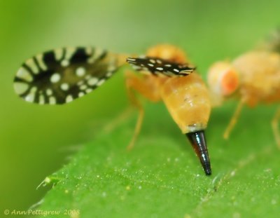 Ovipositor - Fruit Fly