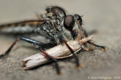 Robber Fly with Moth