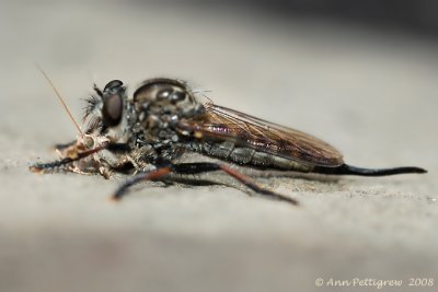 Robber Fly with Moth