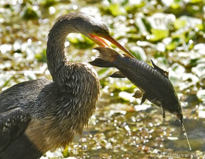 Anhinga